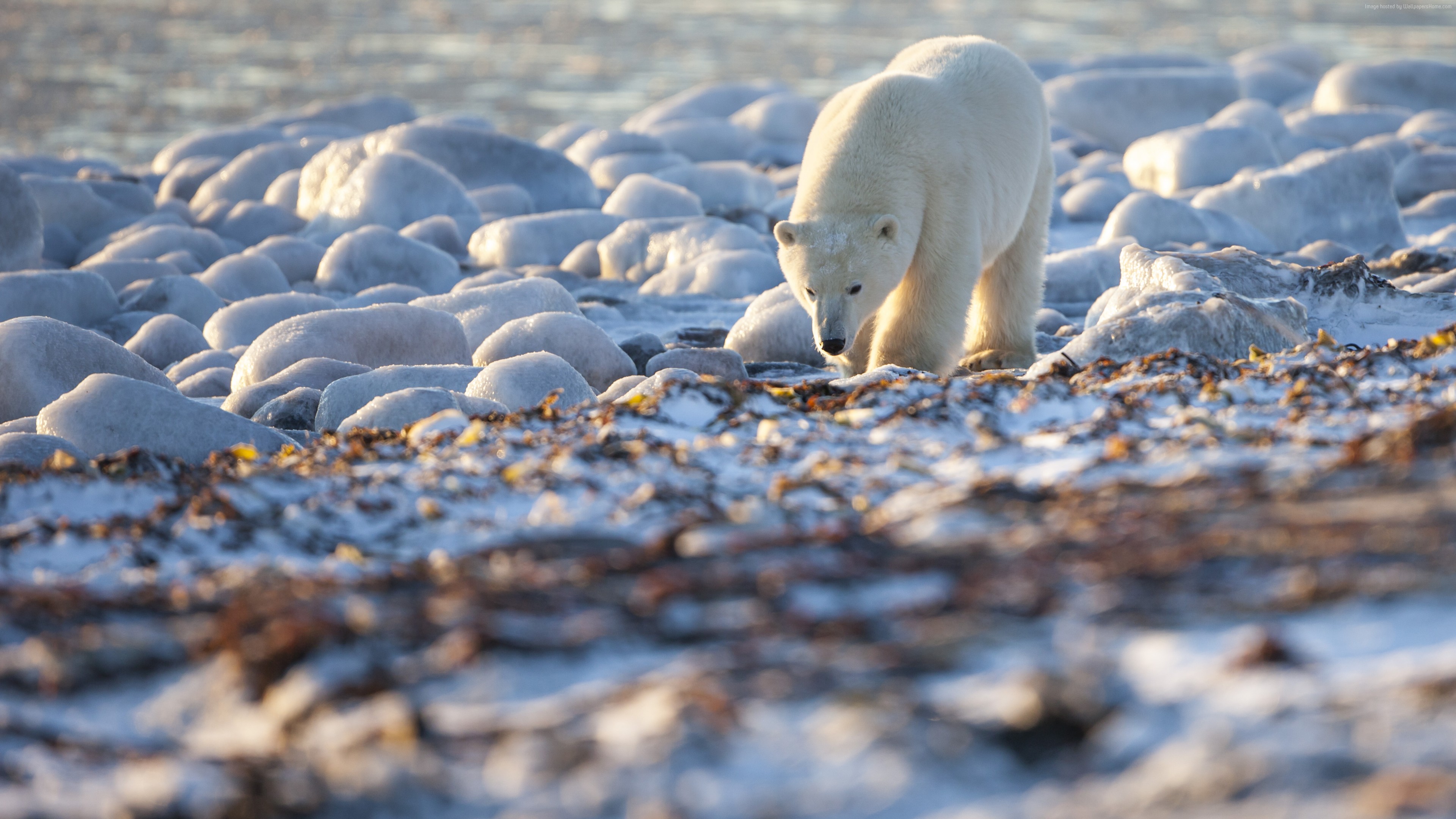Wallpaper Bear, Polar Bear, Canada, shore, coast, white bear, sea, water, ocean, walk, sunny day, Animals
